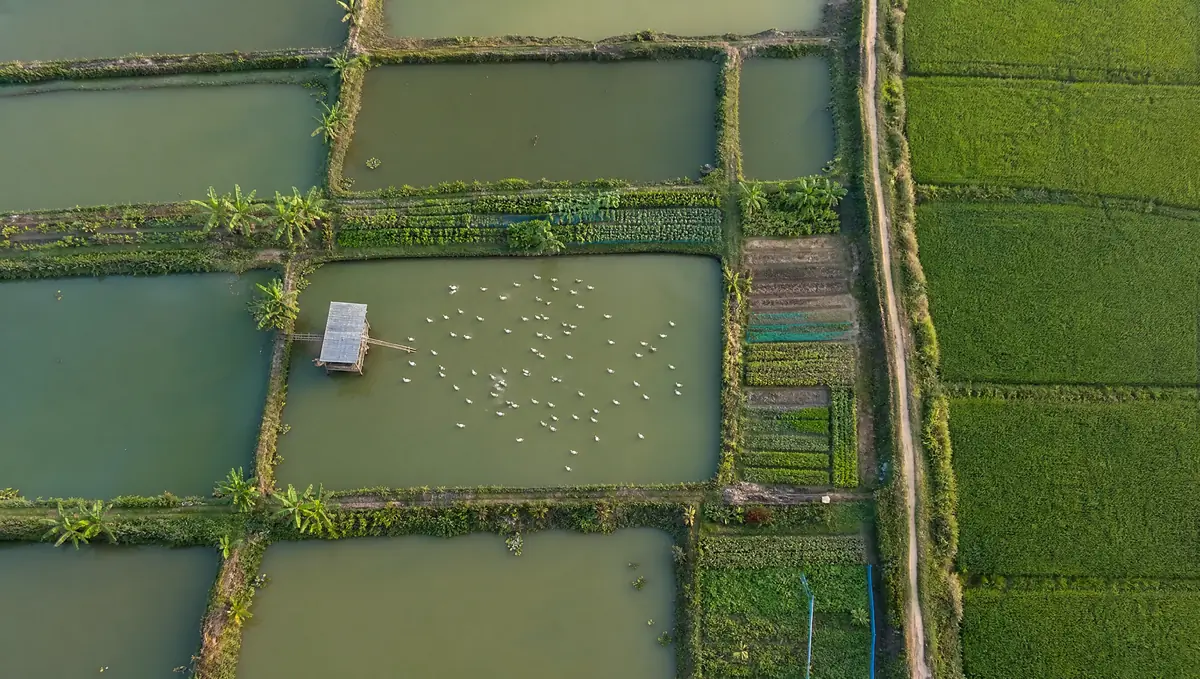 Aerial view of fish ponds with ducks, vegetable beds on bunds and paddy fields.
